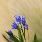 Scilla bifolia